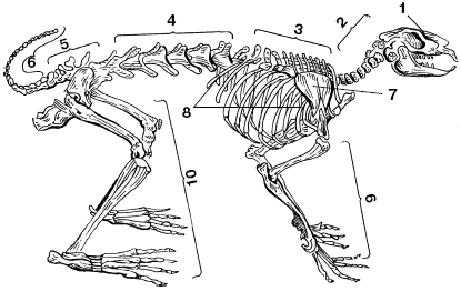 Рис 1 Скелет кролика 1 кости черепа 2 шейные позвонки 3 грудной - фото 2