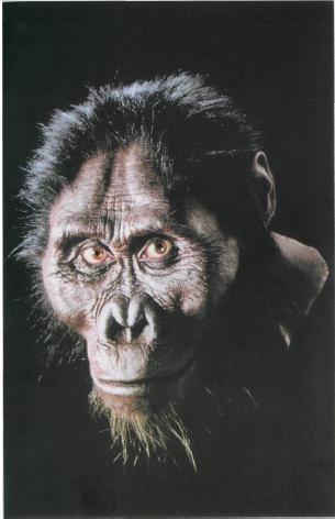 Фото 1 Реконструкция внешнего облика Australopithecus afarensis из семейства - фото 1