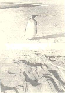 Императорский пингвин хозяин Анктартиды Антарктический снег ВВЕДЕНИЕ - фото 1