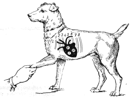Рис 3 Пункты оптимальной слышимости сердечных тонов у собаки Внесердечные - фото 3