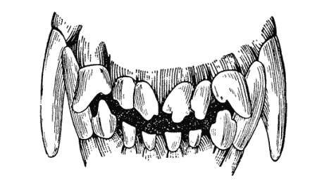Рис 191 Зубы собаки в возрасте от двух с половиной до трех лет Рис 192 - фото 232