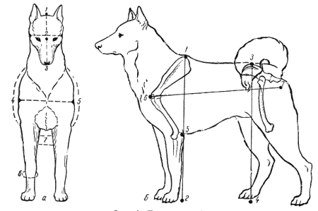 Рис 9 Промеры собак а 22 длина лба 13 длина головы 45 ширина - фото 10