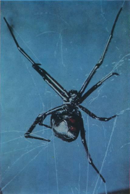 Страшня чёрная вдова Один из самых красивых наших пауков аргиопа с - фото 42