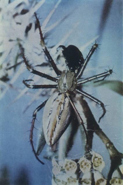 Многие тропические пауки окашены ярко как бабочки Не все пауки в наших - фото 48