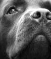 Мы должны постоянно заботиться об эмоциональном здоровье наших собак СТРЕСС - фото 2