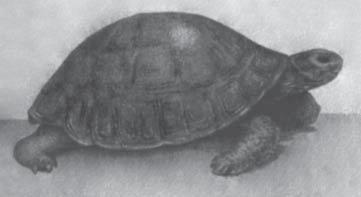Рис 3 Старая сухопутная черепаха Рис 4 Водяная черепаха 150 лет по Рей - фото 4