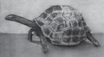 Рис 4 Водяная черепаха 150 лет по Рей Ланкестеру Р Гертвиг 12 один из - фото 5