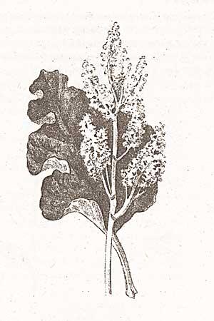 Рис 170 Ревень Резеда Это невзрачное растеньице с метелкой беловатых - фото 112