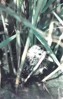 10 Птенец озерной чайки в зарослях тростника 11 Озеро Малый Сорбулак - фото 11