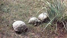 18 Среднеазиатские черепахи в пору весенней активности 19 - фото 19