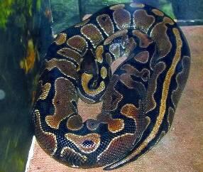 питон королевский python regius гадюка рогатая cerastes cerastes молочная - фото 80