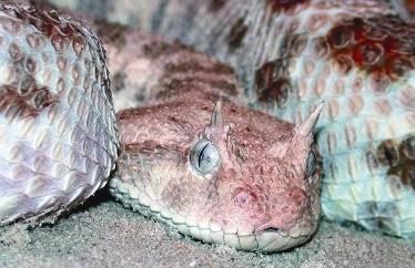 гадюка рогатая cerastes cerastes молочная змея Нельсона lampropeltis - фото 81