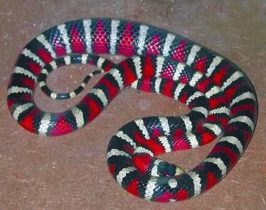 молочная змея Нельсона lampropeltis triangulum nelsoni хамелеон Парсона - фото 82