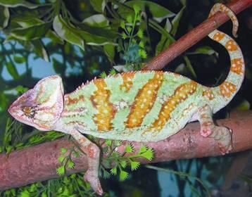 йеменский хамелеон chamaeleo calyptratus игуана обыкновенная iguana iguana - фото 86