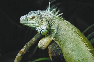игуана обыкновенная iguana iguana тегу tupinambis tegukin полосатый - фото 87