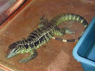 тегу tupinambis tegukin полосатый геккон gekko vittatus серый варан - фото 88