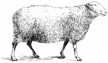 Рис 1 Восточнофризская овца полугрубошерстные овцы мясосальношерстные - фото 2