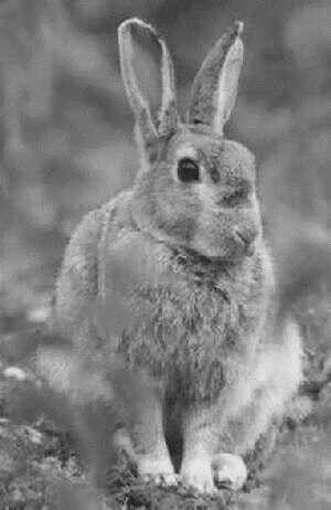 Дикий кролик имеет длину тела 3545 см и вес 1322 кг Основной тон окраски - фото 1