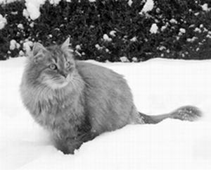 1 История породы Впервые о кошках похожих на сибирских было упомянуто в - фото 1