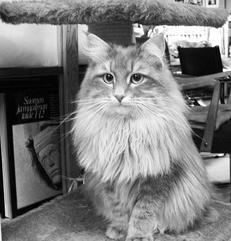 Сибирские кошки одна из самых древних длинношерстных пород Сибирская кошка - фото 2