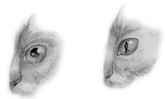 Реакция зрачков кошки на степень освещенности помещения Когда в глаза кошки - фото 10