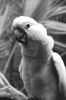 Молуккский какаду Несмотря на то что способность к разговору у этих попугаев - фото 4