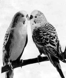Для обучения разговору лучше брать молодых самцов волнистых попугайчиков К - фото 7