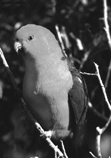 Королевский попугай К роду элидовых попугаев относится 3 вида но наибольшей - фото 10