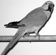 Ожереловый попугай Кольчатые попугаи относятся к неприхотливым и популярным - фото 11