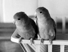 Неразлучники К роду неразлучников относится 6 видов попугаев Один погибнет - фото 12