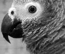 Жако Жако является единственным представителем рода Psitacus Этот попугай - фото 14