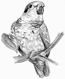 Черноухий попугай К роду краснохвостых попугаев относится 8 видов В домашних - фото 17