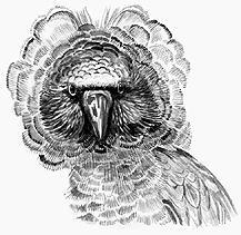 Веерный попугай Эта птица является единственным представителем рода Deropteus - фото 18