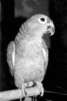 Амазон один из самых агрессивных попугаев Однако терпеливо ждать окончания - фото 40