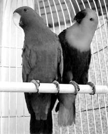 При парном содержании попугаев агрессию проявляют только самцы Если же питомец - фото 42