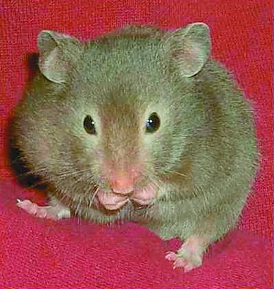 При избытке корма у мышей развивается ожирение В качестве подстилки в клетке - фото 77