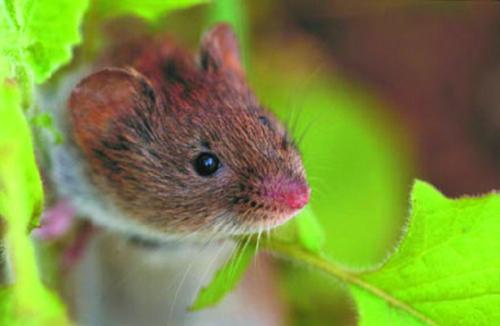 Некоторые виды мышей живут исключительно на деревьях После игр мышке нужно - фото 79