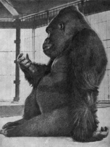 014 Горная горилла До 1903 года ученые ничего не знали об этих обезьянах И - фото 15