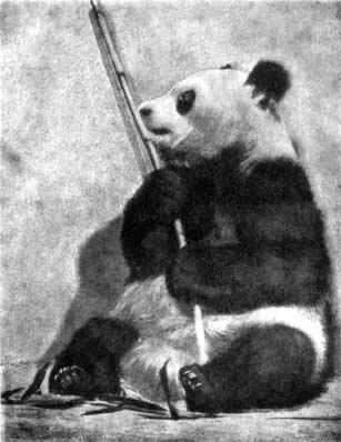 023 Большая панда или бамбуковый медведь который совсем не медведь а енот А - фото 24