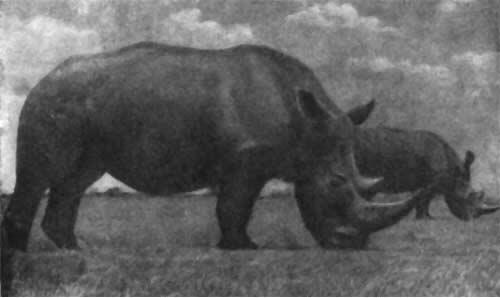 026 Белый африканский носорог самый крупный после слона обитатель суши 027 - фото 27