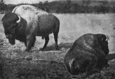 030 Последние бизоны нашли наконец убежище в заповедниках США и Канады 031 - фото 31