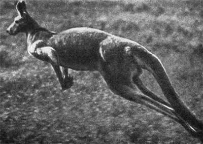 031 Гигантский тушканчик кенгуру 032 Американский родственник кенгуру - фото 32