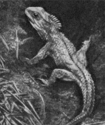 038 Родная тетушка динозавров гаттерия Самое древнее сухопутное - фото 39