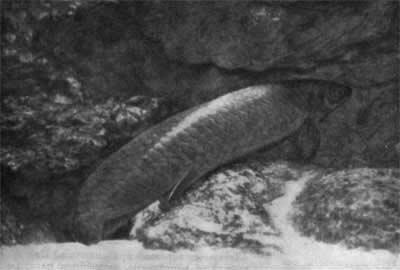 041 Рыба с легкими цератод 042 Эмбрион индюка Стрелками показаны жаберные - фото 42