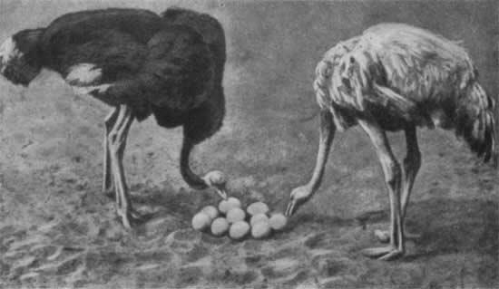 06 Африканские страусы у гнезда Самец в черном фраке самка серая Десять - фото 7