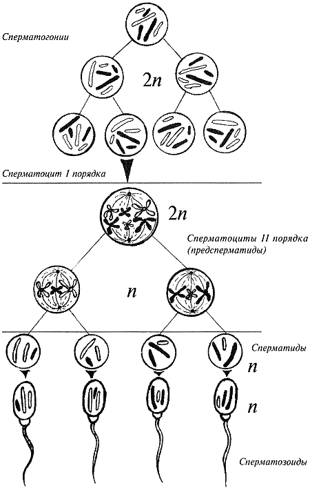 Рис 1 Схема сперматогенеза Развитие сперматозоидов происходит в семенных - фото 1