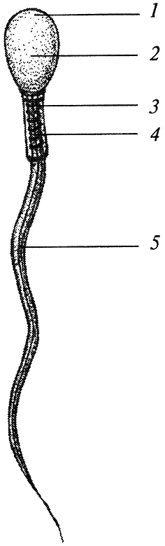 Рис 2 Строение сперматозоида схема строения спермия 1 акросома 2 - фото 2