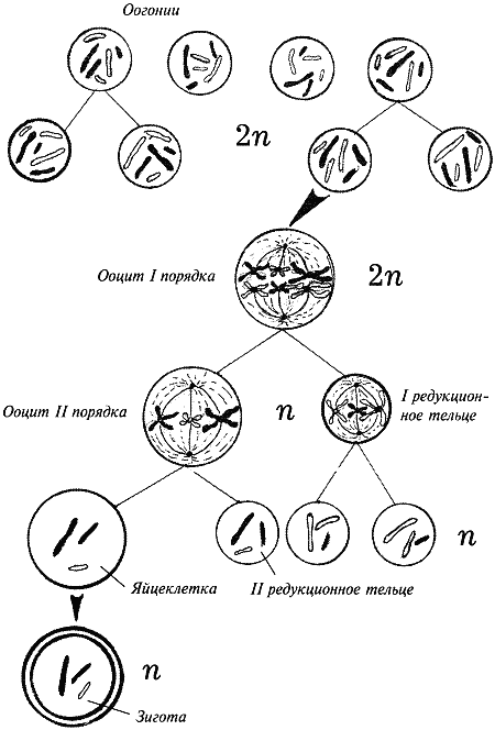 Рис 3 Схема оогенеза Периоды оогенеза Период размноженияоогониев проходит в - фото 3