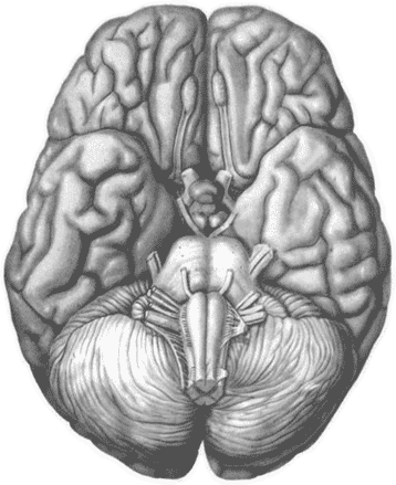 Книга Brain Surviving the Technological Alteration of the Modern Mind Мозг - фото 1