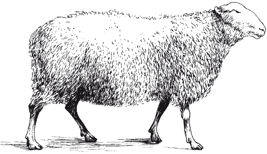 Рис 1 Восточнофризская овца грубошерстные овчинношубные - фото 2